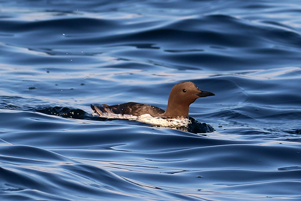 Farne Islands - zeekoet
